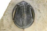 Gorgeous Zlichovaspis Trilobite - Atchana, Morocco #255344-4